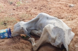 Bovino é encontrado em estado crítico e caso de maus-tratos é registrado em Coxim