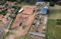 Leilão movimenta mais de 1,3 mil bovinos e mostra a força da pecuária de Alcinópolis