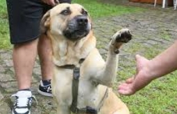 Está aberto o cadastramento para Caravana da Castração em Alcinópolis