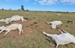 Frio intenso provocou morte de 83 bovinos no sul de Mato Grosso do Sul