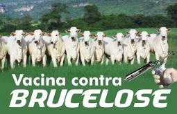 Bezerras de 3 a 8 meses terão vacinação obrigatória contra brucelose