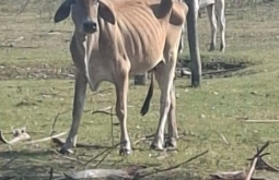 Gado é abandonado em fazenda pivô da Ultima Ratio