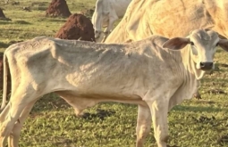 Investigação apura maus-tratos a bois esqueléticos em fazenda de Cassilândia