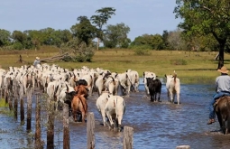 Justiça reconhece trabalho de peão de comitiva e garante aposentadoria rural
