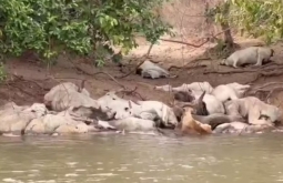Gado debilitado volta a aparecer às margens do Rio Taquari em MS
