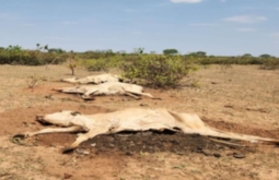 Fazenda com 8,8 mil bois firma TAC após mortes e sinais de desnutrição