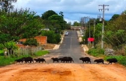Família de capivaras atravessa rua em Alcinópolis e proporciona cena encantadora da natureza