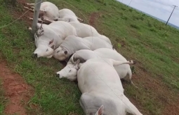 Fio de energia se rompe, mata 7 touros e causa prejuízo de R$ 112 mil em fazenda de MS