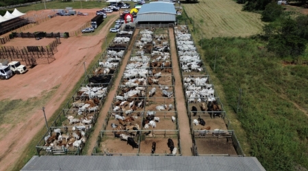 Leilão Aniversário de Alcinópolis - Carvalho Leilões